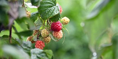 Osmangazi’de Üzümsü Meyvelerde Organik Tarım Seferberliği