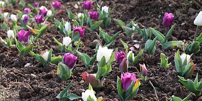 Osmangazi’nin Her Bir Noktası Çiçek Açtı