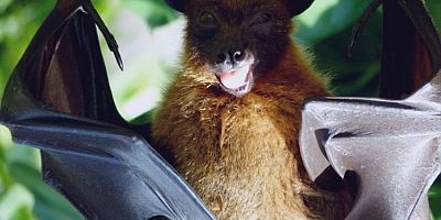 Pandemide cehennemi yaşayan Hindsitan'da yeni alarm: Nipah virüsü