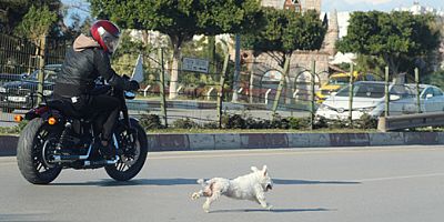 Sahibini kaybeden köpek trafiği birbirine kattı