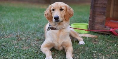 Sahiplenilen hayvanların 1 yıllık muayenesi Yıldırım Belediyesi’nden