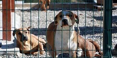 Sahipsiz köpek düzenlemesi: Teklif yasalaştı
