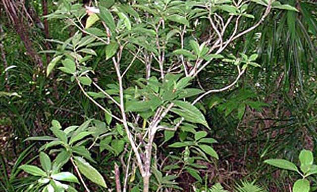 Samoa Adası’nda yetişen Ibuprofen kadar etkili bitki: Matalafi  