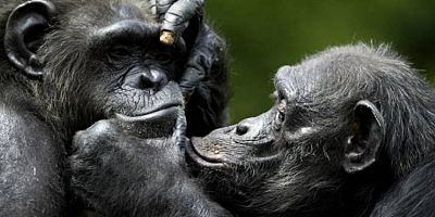 Şempanzeler fikirlerini değiştirebiliyor