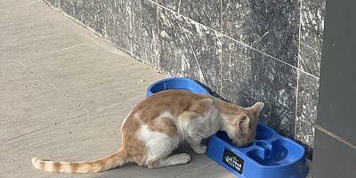“Sevgimiz, Enerjimiz Sizinle” Projesi Sokak Hayvanlarına Umut Olmaya Devam Ediyor