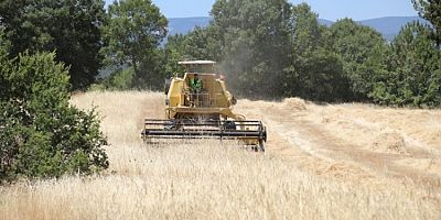 Siyez buğdayında hasat bereketi