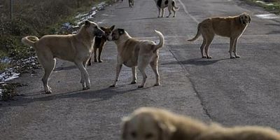 Sokak hayvanları düzenlemesi Resmi Gazete'de