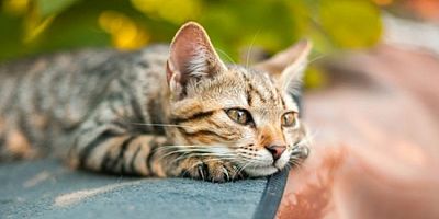 Sokak Hayvanları Günü nedir? Sokak Hayvanları Günü ne zaman?