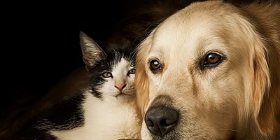 “Sokak Hayvanlarının Yaşam Hakkı Pazarlık Konusu Olamaz”