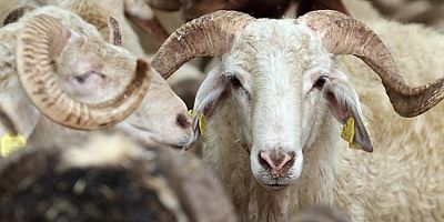 Tarım ve Orman Bakanlığı kurbanlıklar için kuralları belirledi