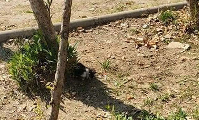 Turgutlu'da 2 kedi ayakları kesilmiş halde ölü bulundu