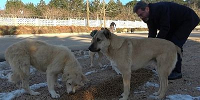 Uludağ'da zorlu kış şartlarına direnen hayvanlara sahip çıktılar