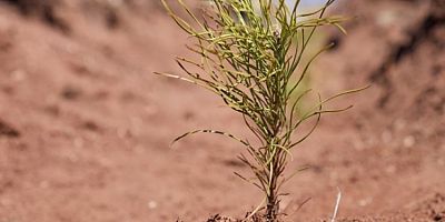 Uludağ Elektrik dijitalleşme çalışmalarıyla doğaya katkı sağlıyor