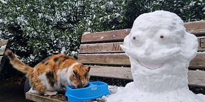 Uludağ Elektrik, yaz kış demeden sokak hayvanlarına destek olmaya devam ediyor