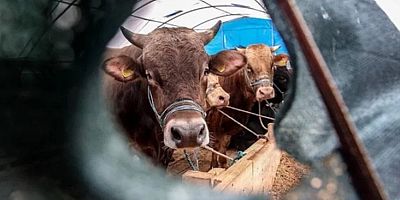 Yanlış kurban seçmeyin: Kurbanlıkta en önemli kriterler