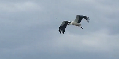 Yaren leylek yerine eşi Nazlı geldi