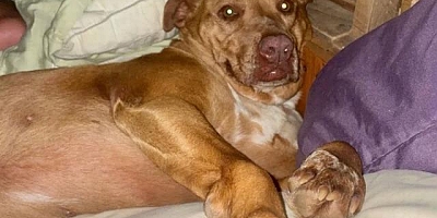 Yatakta uyuyan karısına sarıldığını sandı, karşısındakiyle göz göze gelince korkudan titredi 