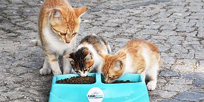 Yaz sıcaklarında sokak hayvanlarına destek