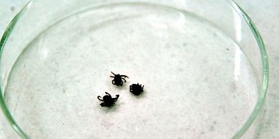 Yeni virüs keşfedildi: Kene kaynaklı virüs yüksek ölüm oranı ile dikkat çekiyor