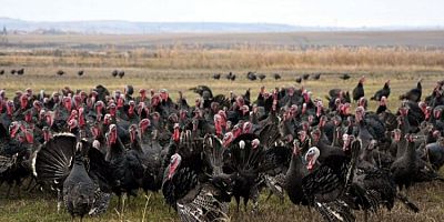 Yılbaşı hindisinin kilosuna yüzde yüz zam geldi