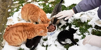 Yıldırım'da can dostları emin ellerde