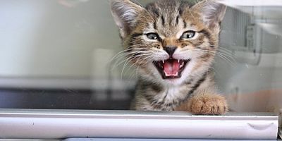 Yıldırım'da patili dostlar sıcak yuvaya kavuştu