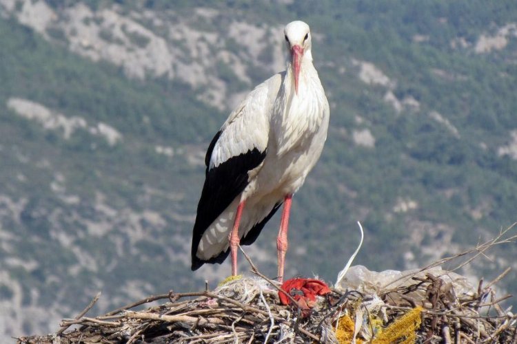 Yılın ilk leyleği Söke'ye geldi