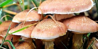 Yine mantar yine facia! Entübe edildiler