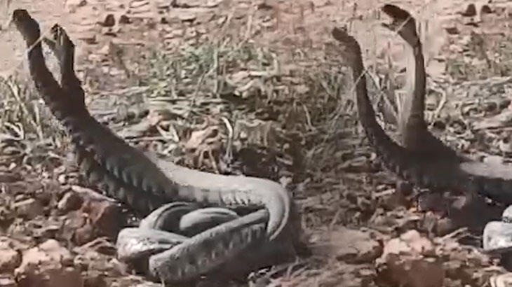 Tarlada kaydettiler! Birbirlerine sarılı halde, 2 dev...