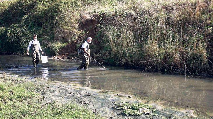 Tatlı su balıkları tehlike altında