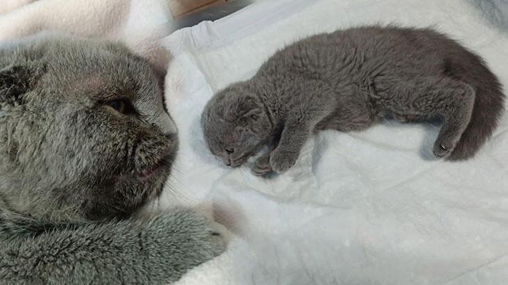 Trabzon’da şoke eden olay! Eşine kızıp kediyi duvara fırlatan kocaya 1500 TL ceza