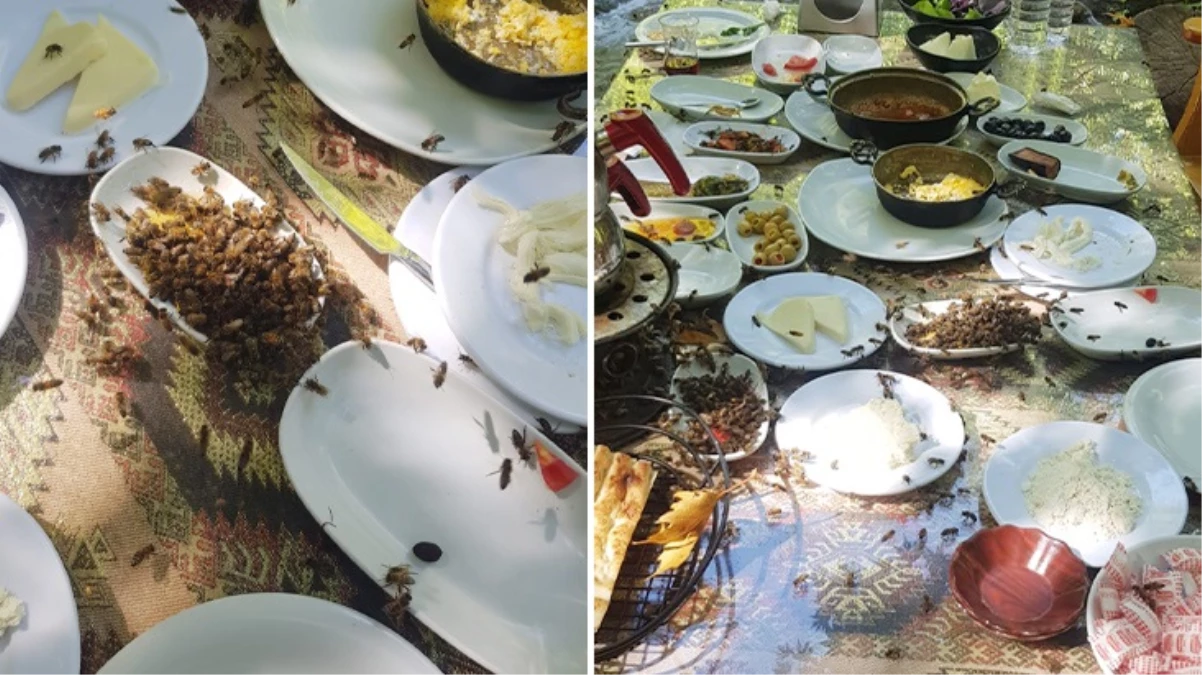 Turistik restoranlara arı kovanı darbesi! Müşteriler ardına bakmadan kaçıyor, esnaf isyanda