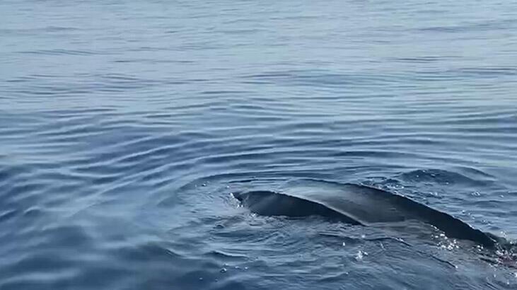 Türkiye'de ilk kez görüntüleniyor! Türünün en büyüğü...