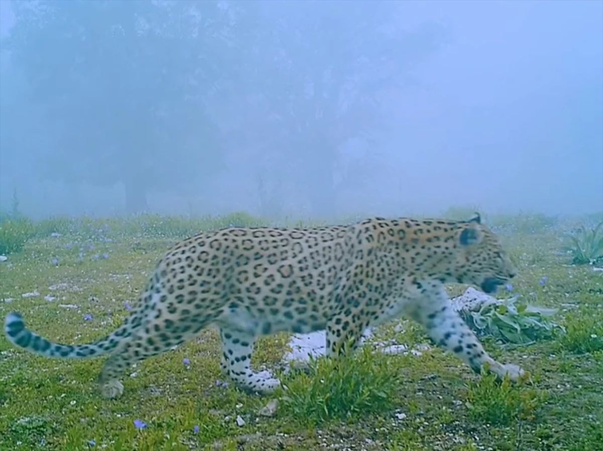 Türkiye'nin gizemli efsanesi Anadolu Parsı, fotokapana yakalandı! İşte en net görüntüsü