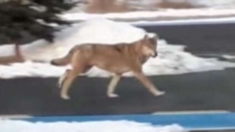 Üniversite kampüsüne kurt indi!