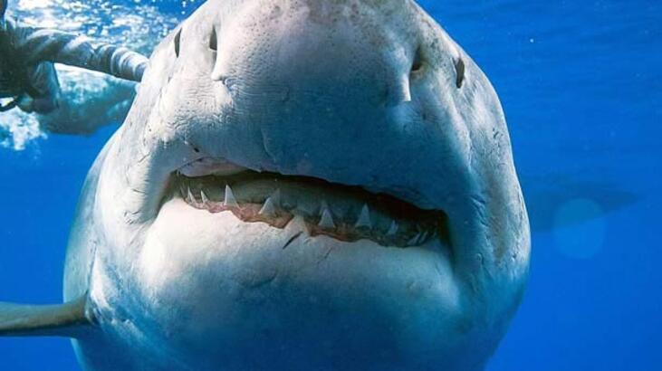 Vahşice öldürüldü! ABD'de köpekbalığı saldırısı