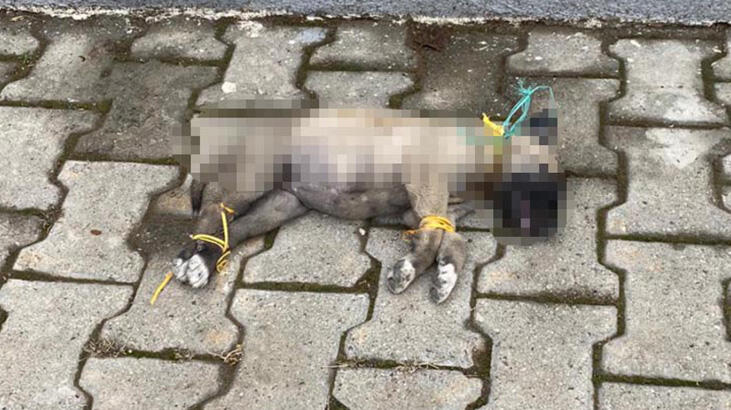Yavru köpek ayakları ve boynu bağlı olarak ölü bulundu