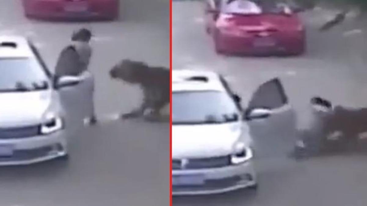 Yer: Çin! Genç kadına sokakta bir anda kaplan saldırdı, olayın sonrası muamma
