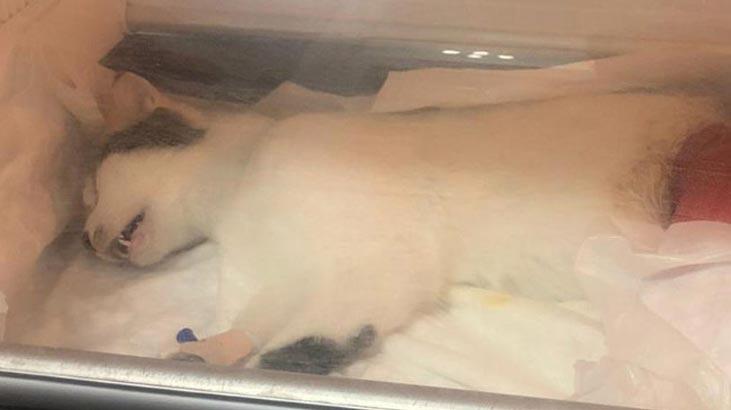 Yer: Muğla! 'Kim neden böyle bir vahşilik yaptı, bilemiyoruz'