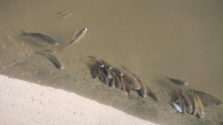 Yeşilırmak'ta şok görüntü! Sebebi belli oldu