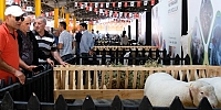 İnegöl’de Küçükbaş Hayvancılık Festivali Başladı